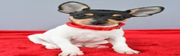 Toy Fox Terrier dogs for sale: Duke - Ad 6