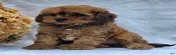 Cavapoo dogs for sale: Robby - Ad 5
