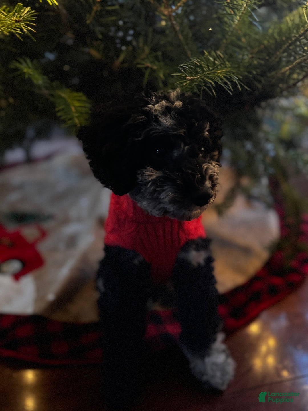 Miniature Poodle dogs for sale: Blu - Ad 5
