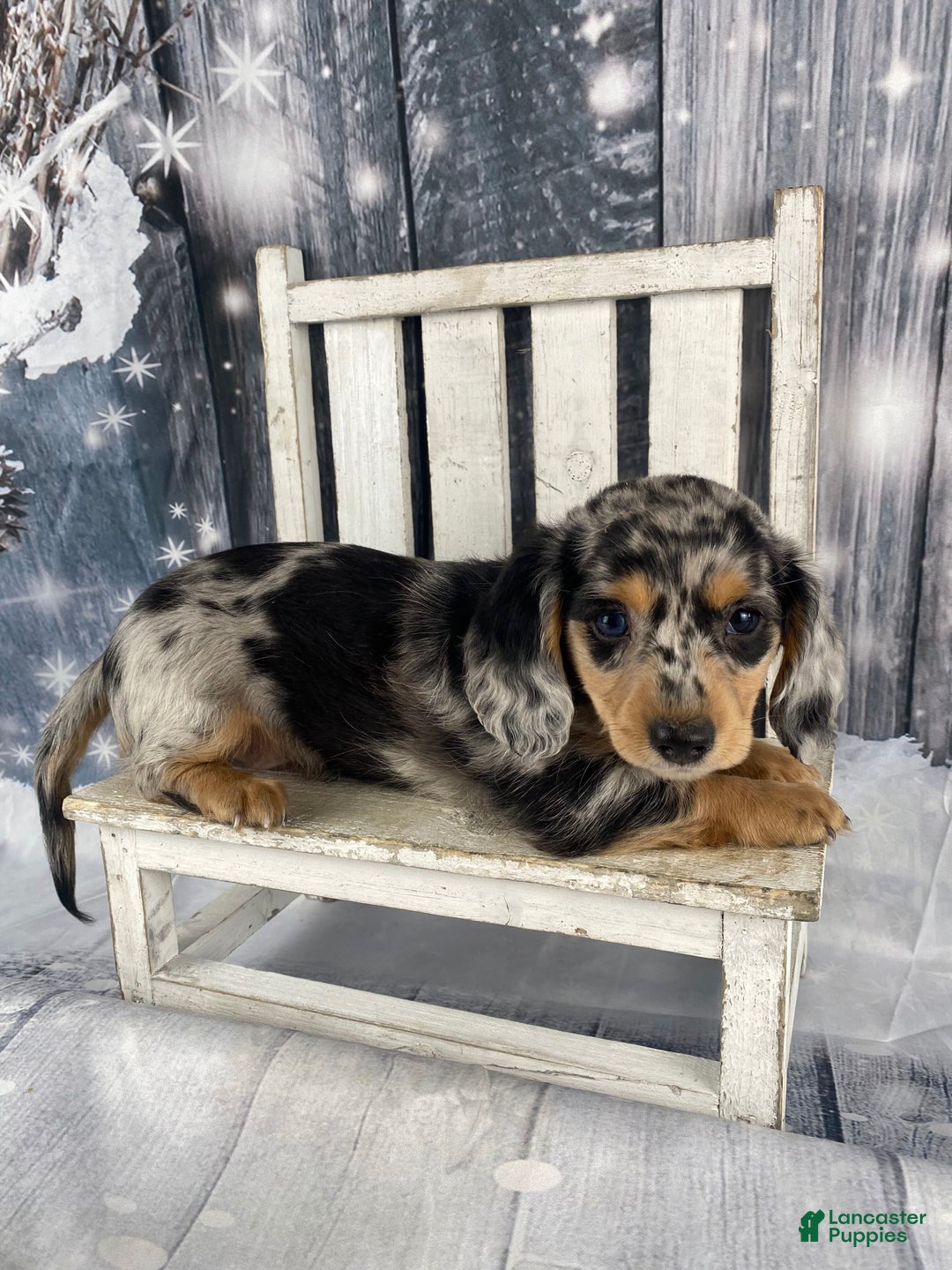 Miniature Dachshund dogs for sale: Max - Ad 5