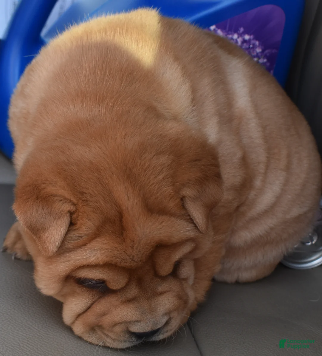Shar Pei dogs for sale: Shar Pei Puppy 4 - Ad 1