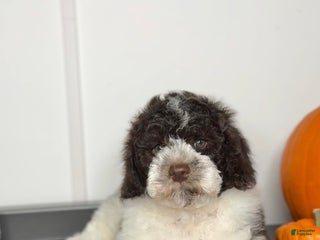 Miniature Poodle dogs - Ad 30