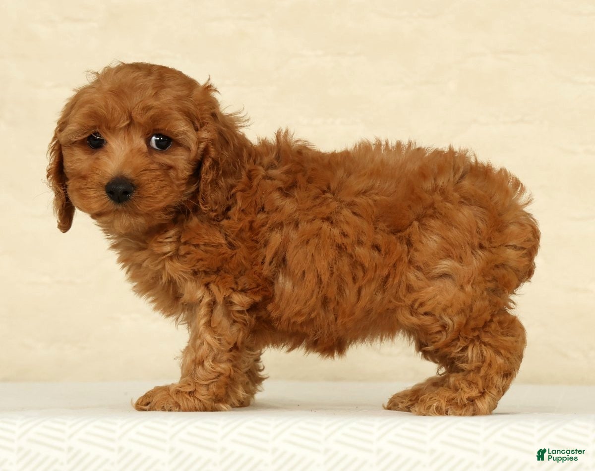 Cockapoo dogs Angel - Ad 2