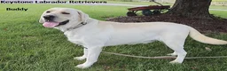 Labrador Retriever dogs for sale: Buddy - Champ lines - Ad 3
