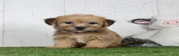Shorkie dogs for sale: Waylon - Ad 3