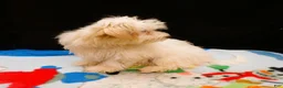 Maltipoo dogs for sale: Sandra - Ad 3