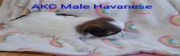 Havanese dogs for sale: AKC Red Sable & White Parti  - Ad 1