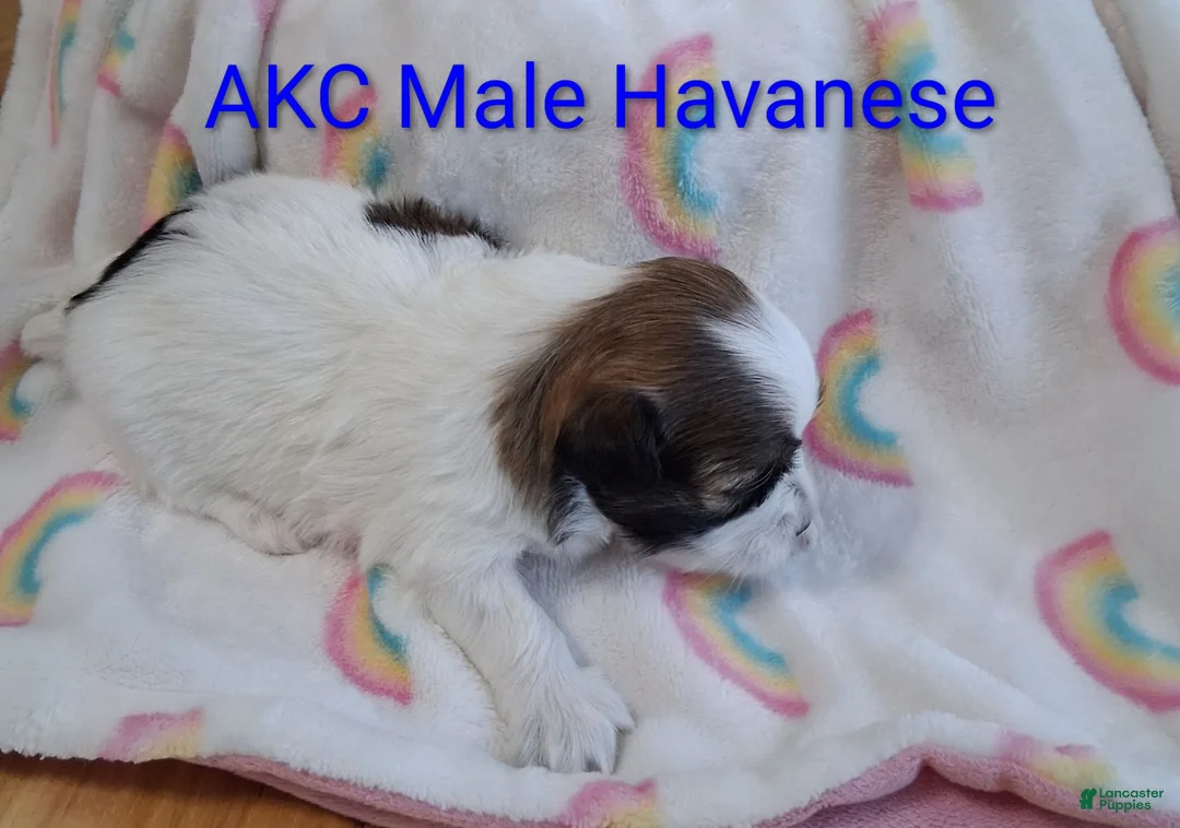 Havanese dogs for sale: AKC Red Sable & White Parti  - Ad 1