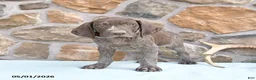 German Shorthaired Pointer dogs for sale: Fred - Ad 1
