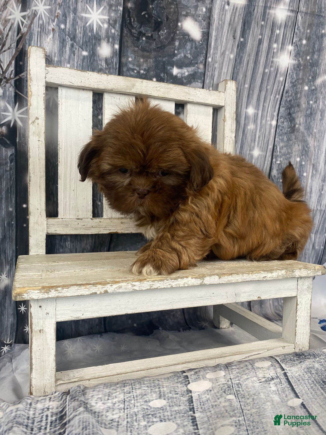 Shih Tzu dogs for sale: Pippin - Ad 7