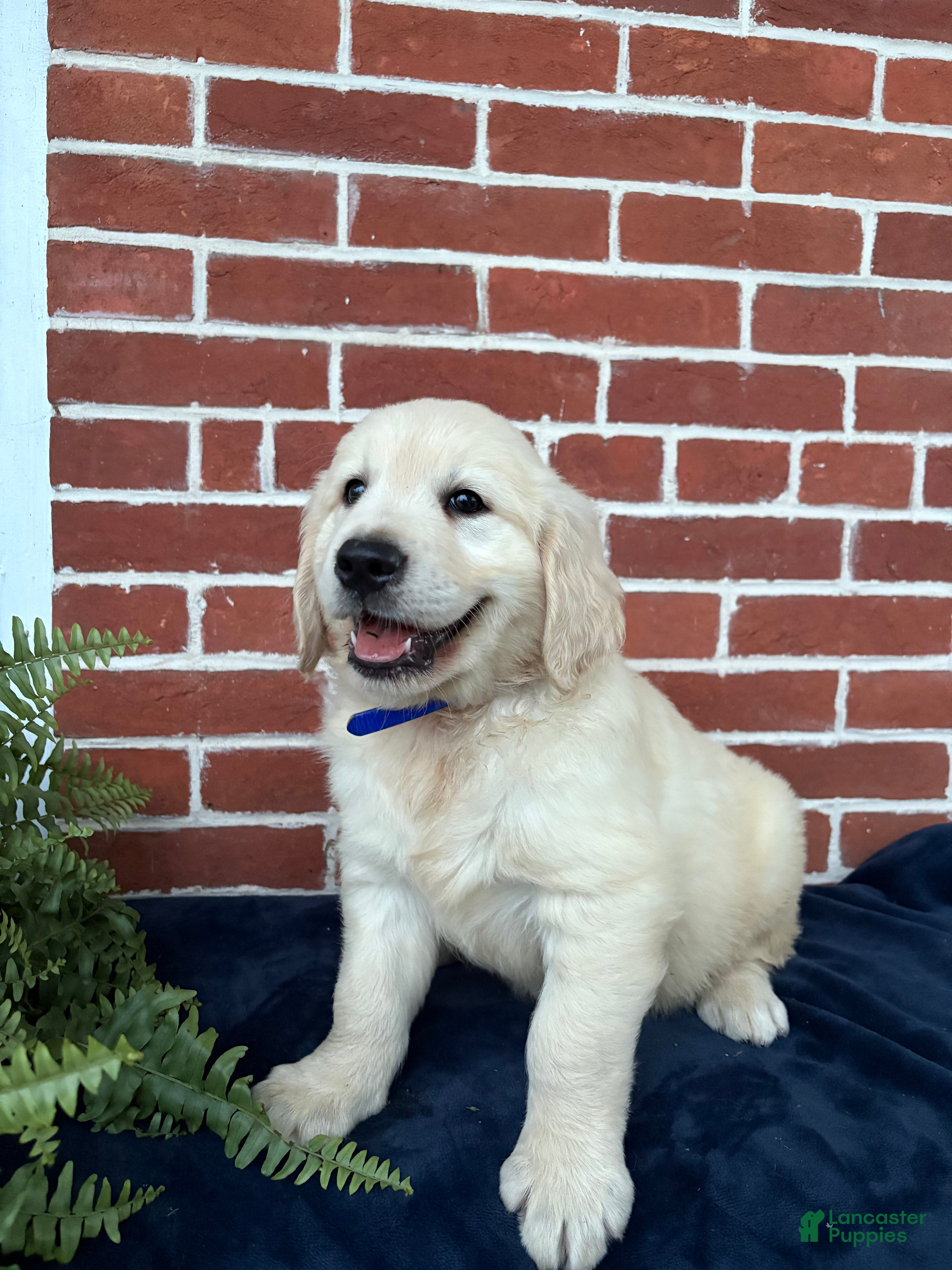 Golden Retriever dogs Gunner - Ad 2