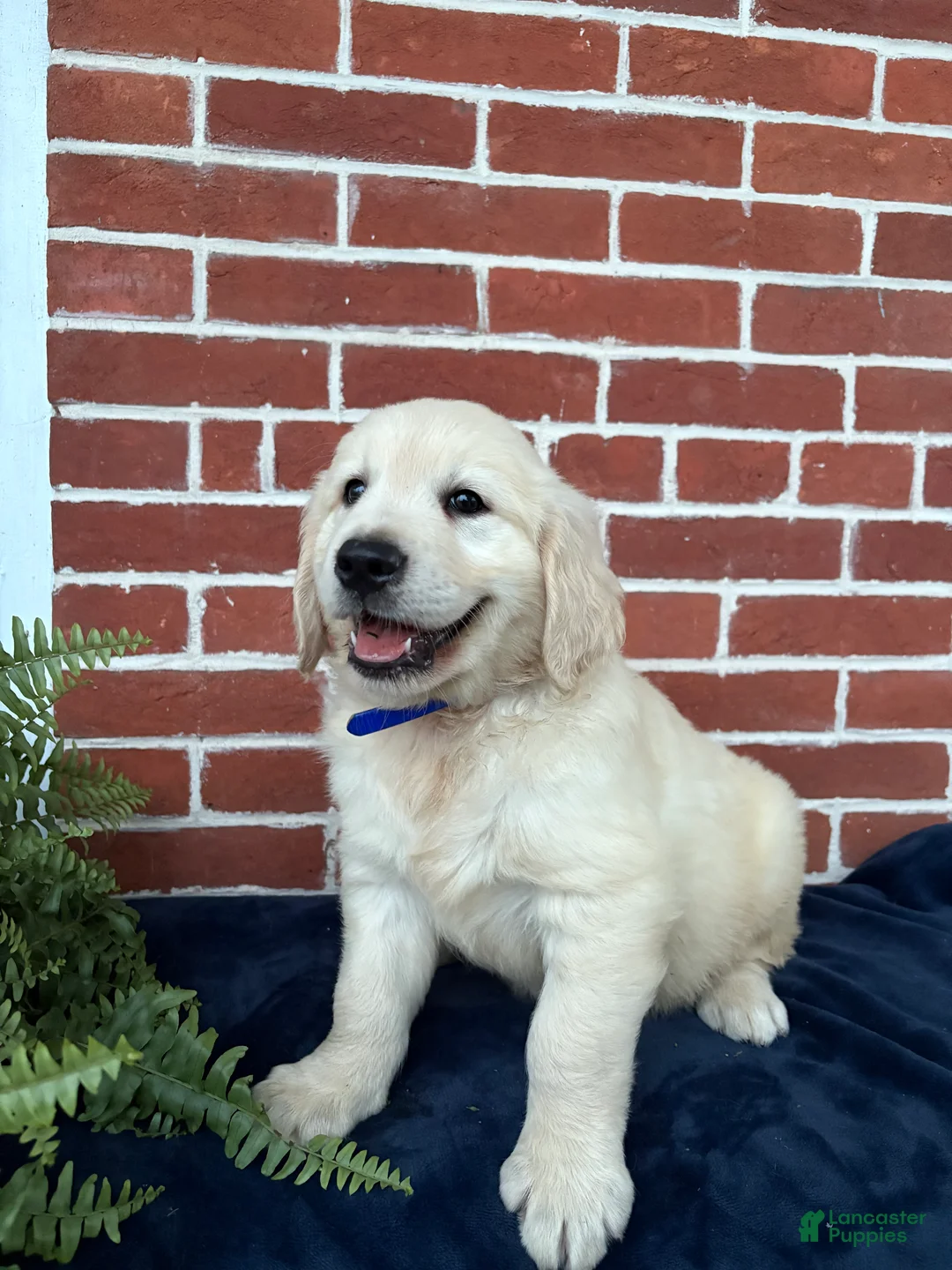 Golden Retriever dogs for sale: Gunner - Ad 2