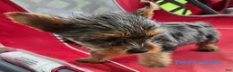 Yorkshire Terrier dogs for sale: Luna - Ad 5