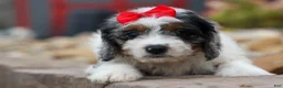 Cavapoo dogs for sale: Prince💙 - Ad 3