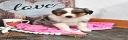 Australian Shepherd dogs for sale: Jackson - Ad 4