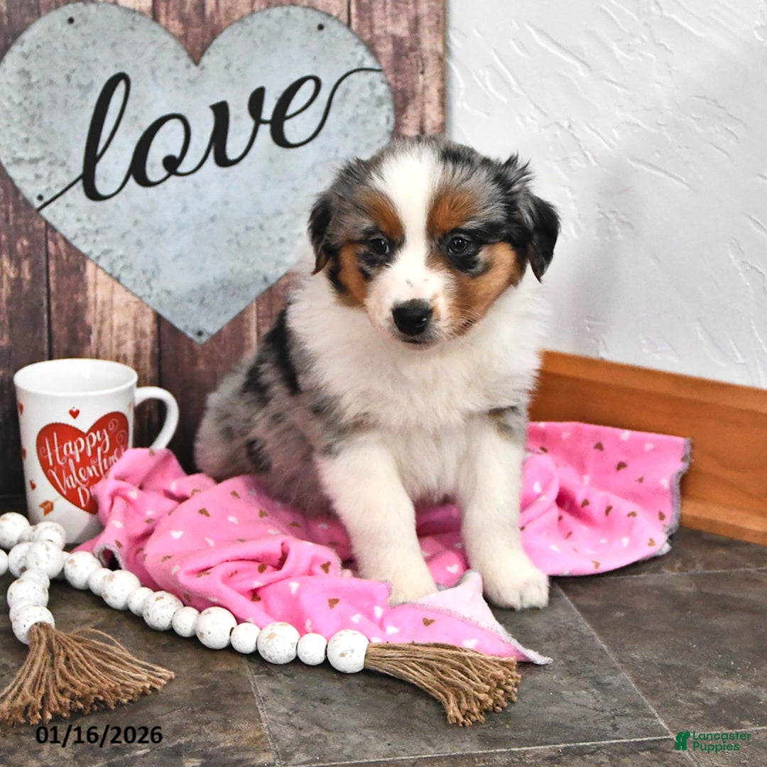 Australian Shepherd dogs for sale: Jackson - Ad 4