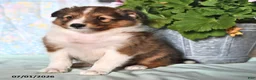 Shetland Sheepdog dogs for sale: Zander - Ad 3
