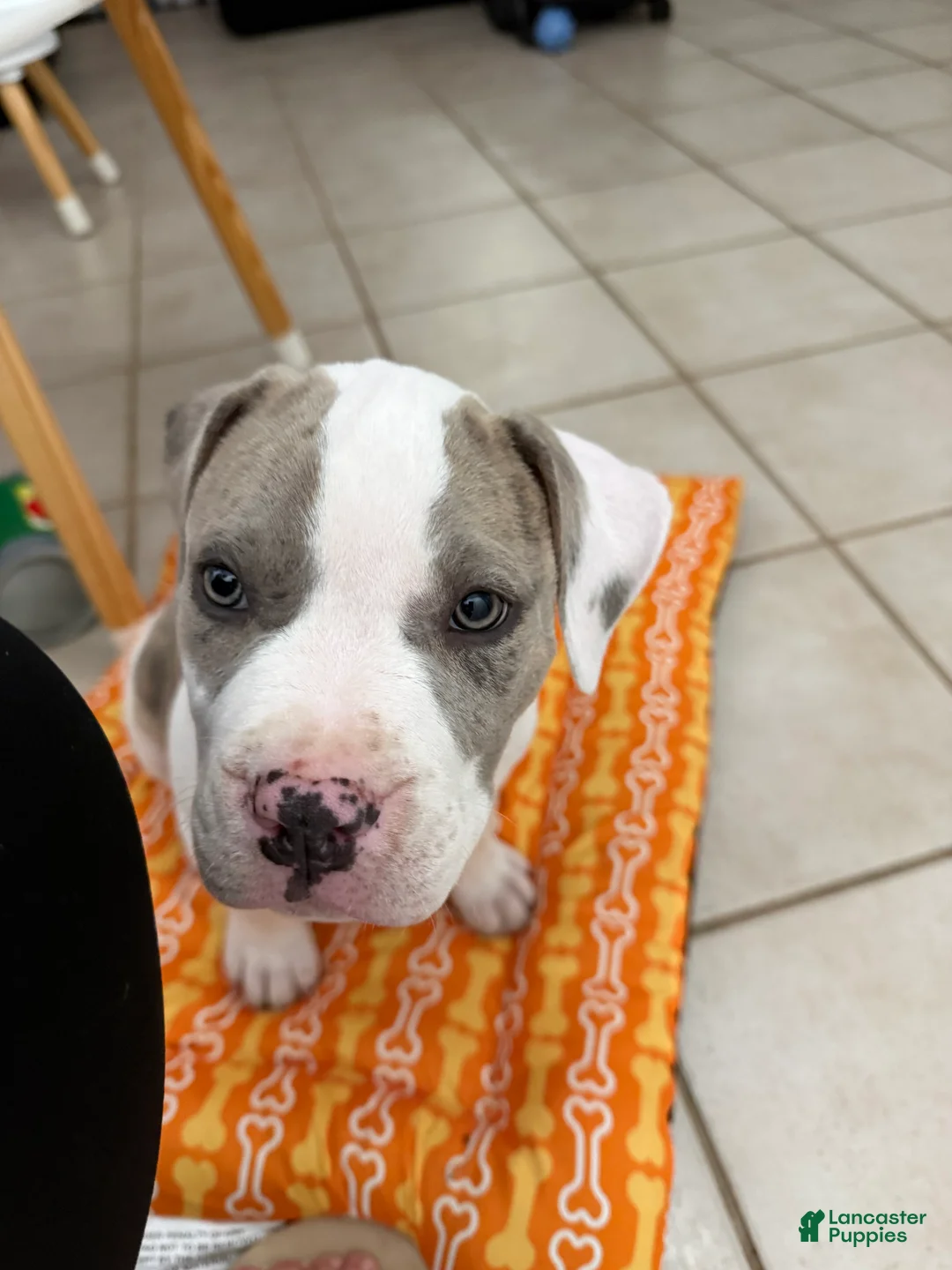 Mixed Breed dogs for sale: Mixed Breed Puppy 2 - Ad 5