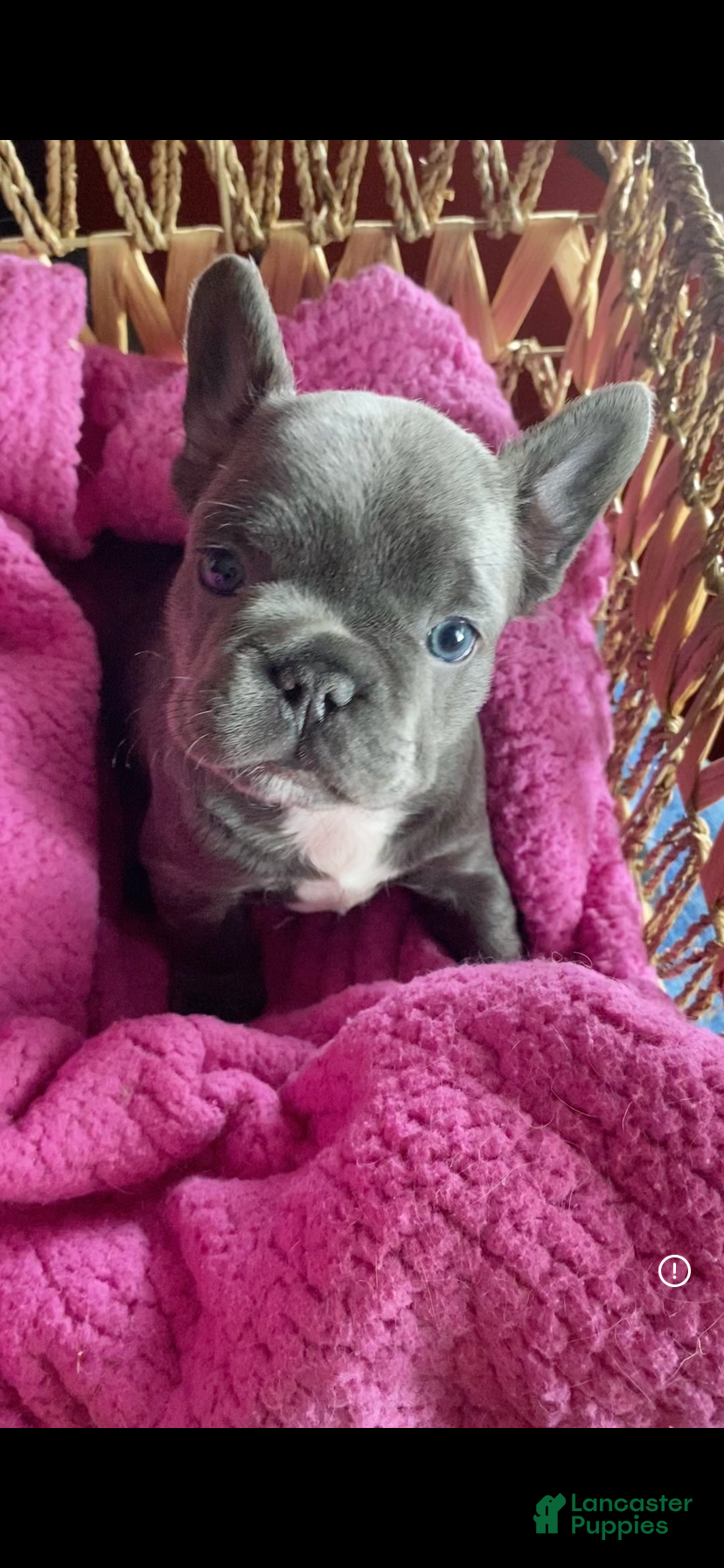 French Bulldog dogs Frenchie 2 - Ad 10