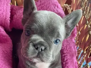 French Bulldog dogs Frenchie 2 - Ad 10