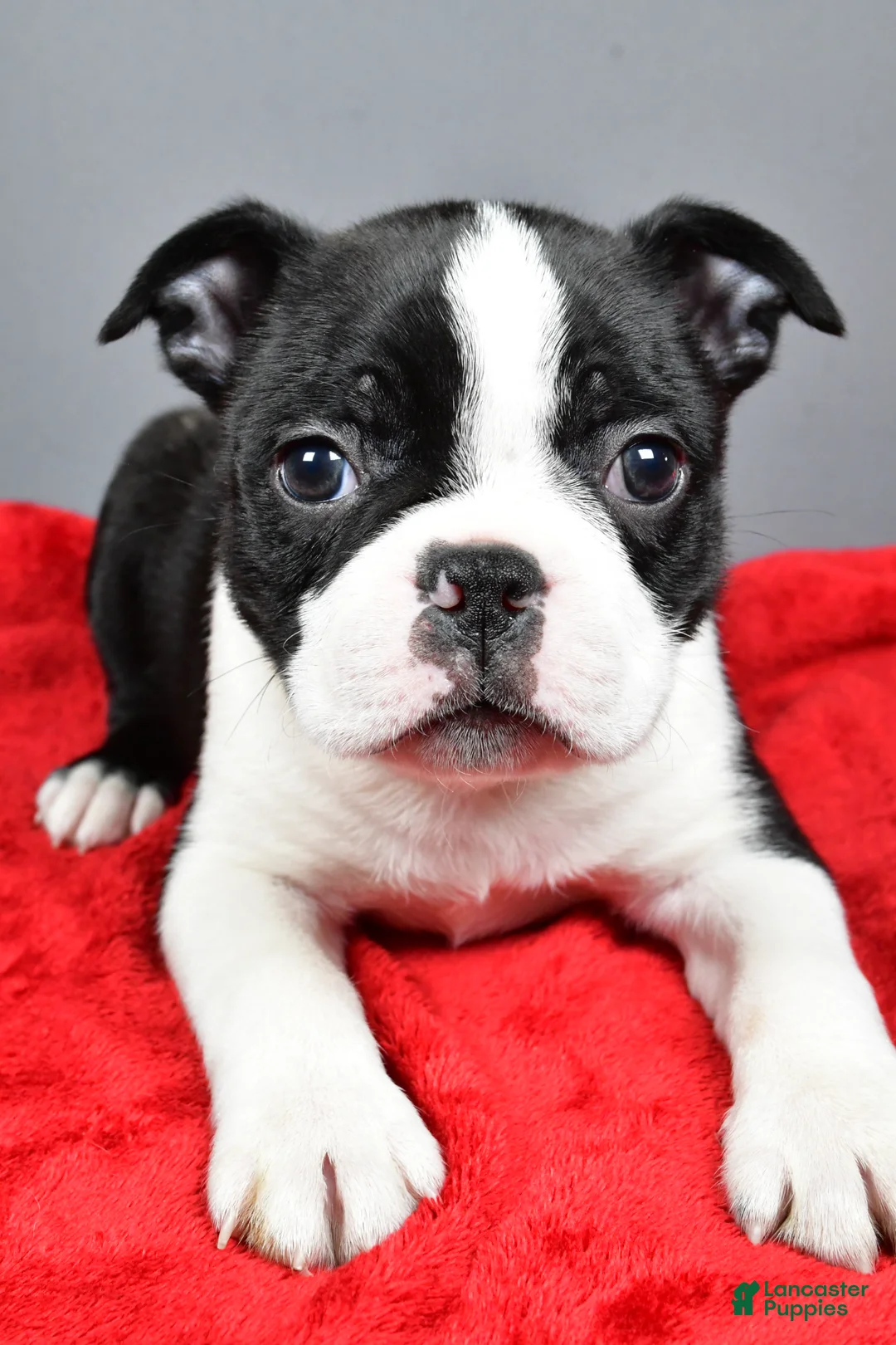 Boston Terrier dogs for sale: Kobe - Ad 2