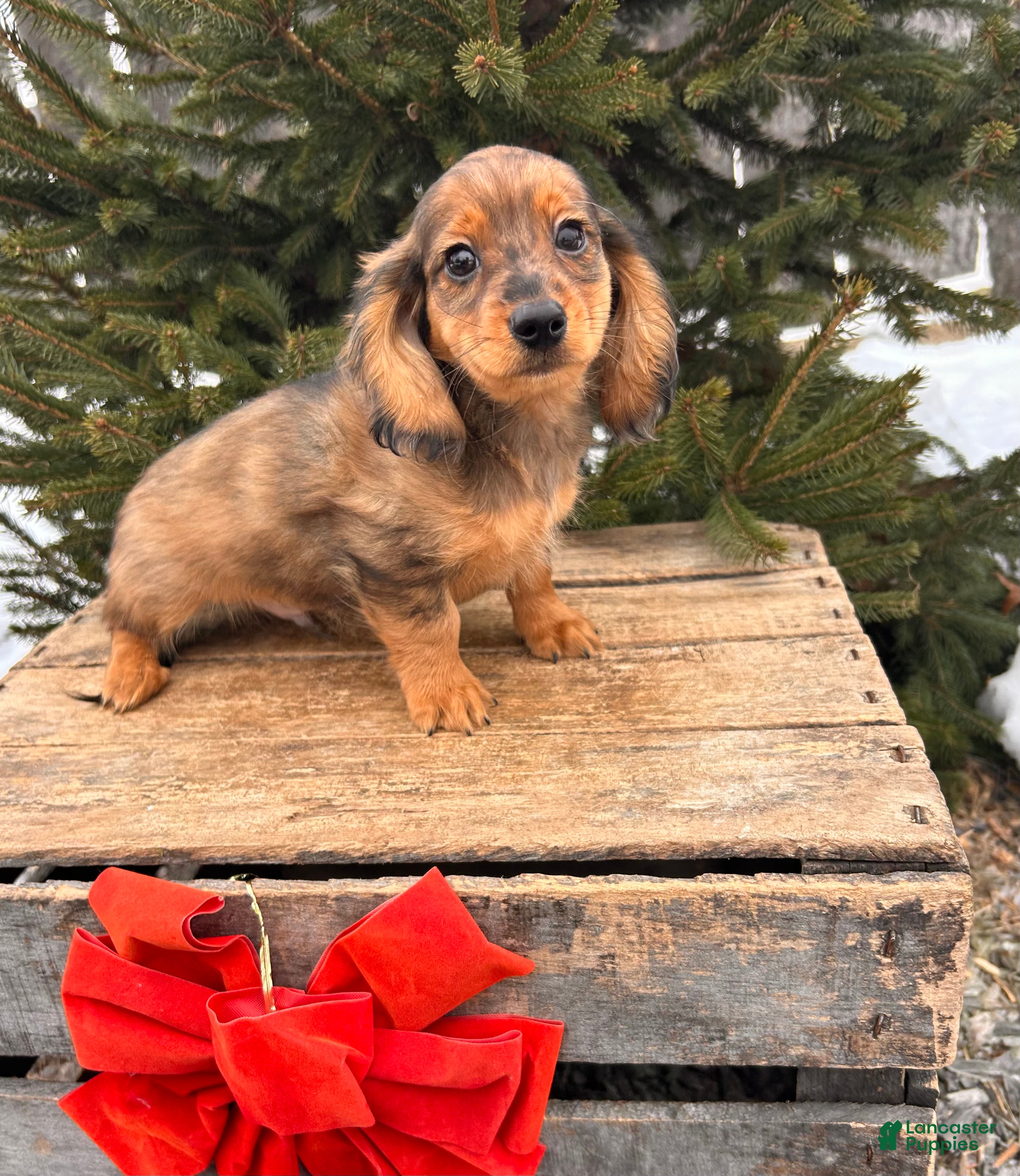 Miniature Dachshund dogs Shawn  - Ad 36