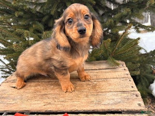 Miniature Dachshund dogs Shawn - Ad 36