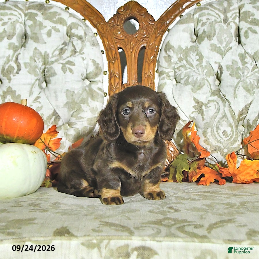 Miniature Dachshund dogs Maple   - Ad 2