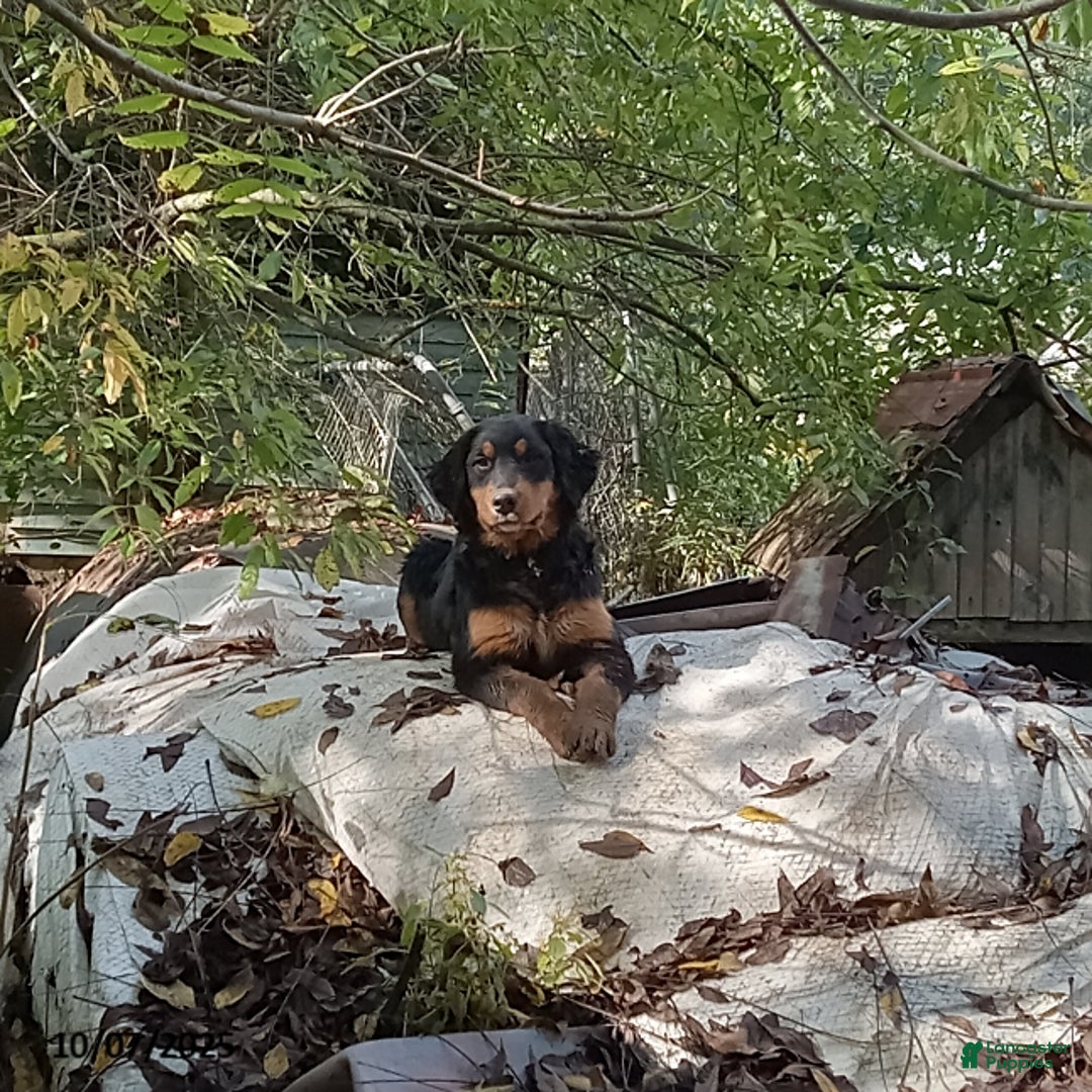 Mixed Breed dogs for sale: Rosie - Ad 2