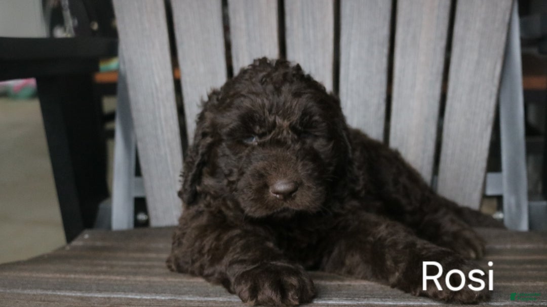 Newfypoo dogs for sale: Rosi - Ad 1