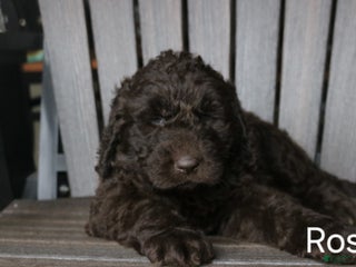 Newfypoo dogs Rosi - Ad 7