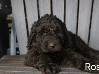 Newfypoo dogs Rosi - Ad 9