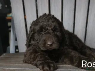 Newfypoo dogs Rosi - Ad 10