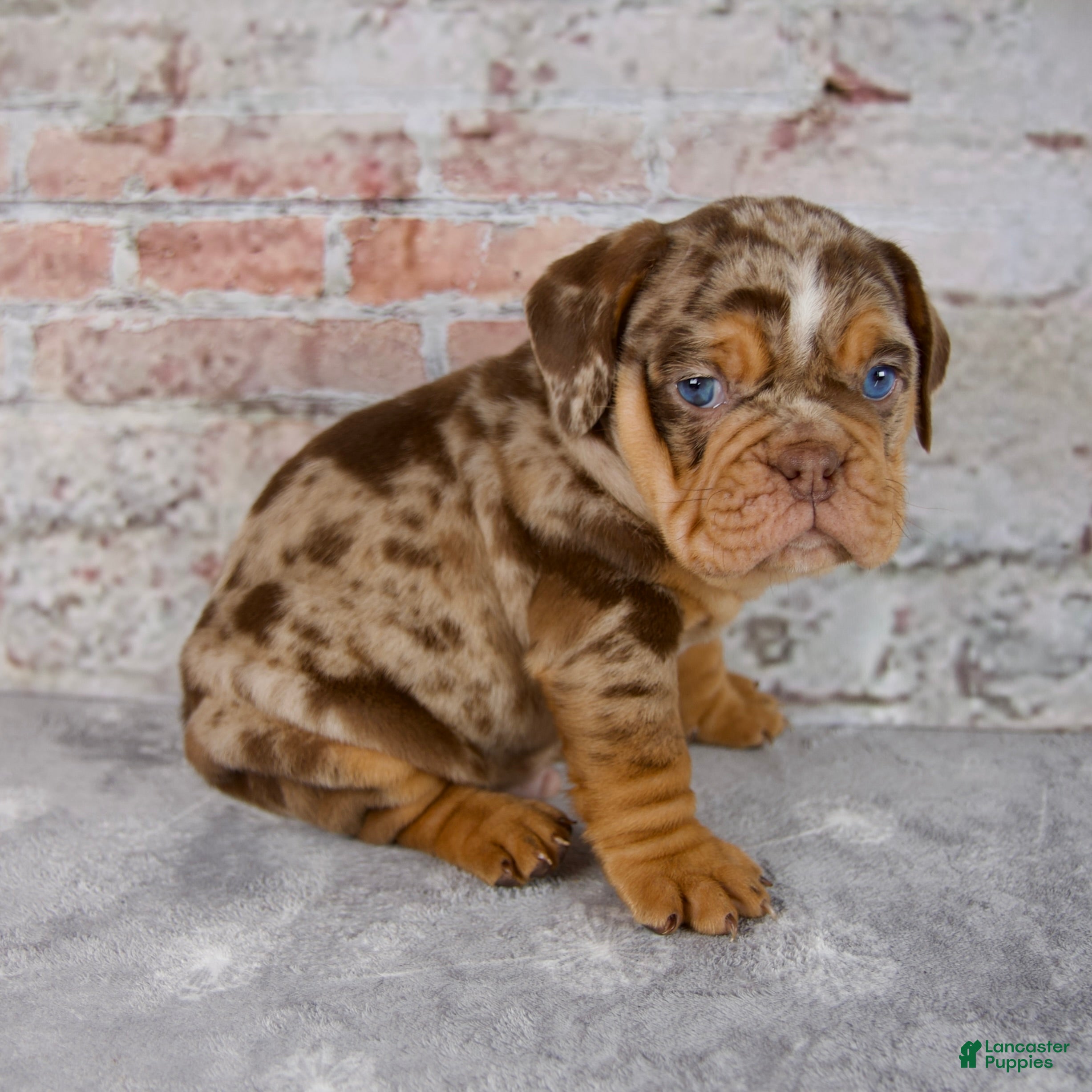 Beabull dogs Ginger - Ad 2