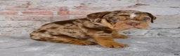 Beabull dogs for sale: Ginger - Ad 2