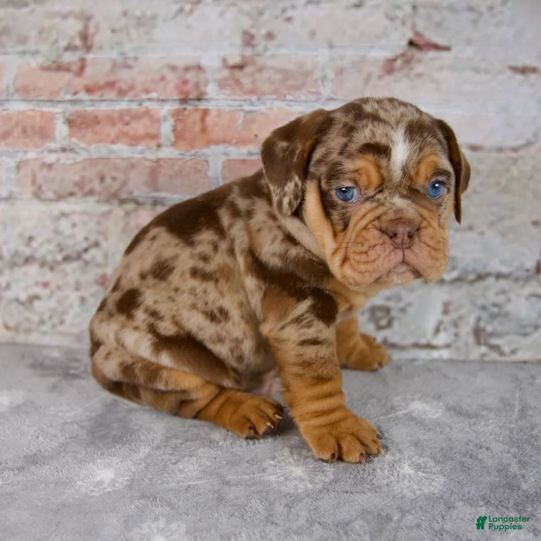 Beabull dogs for sale: Ginger - Ad 2