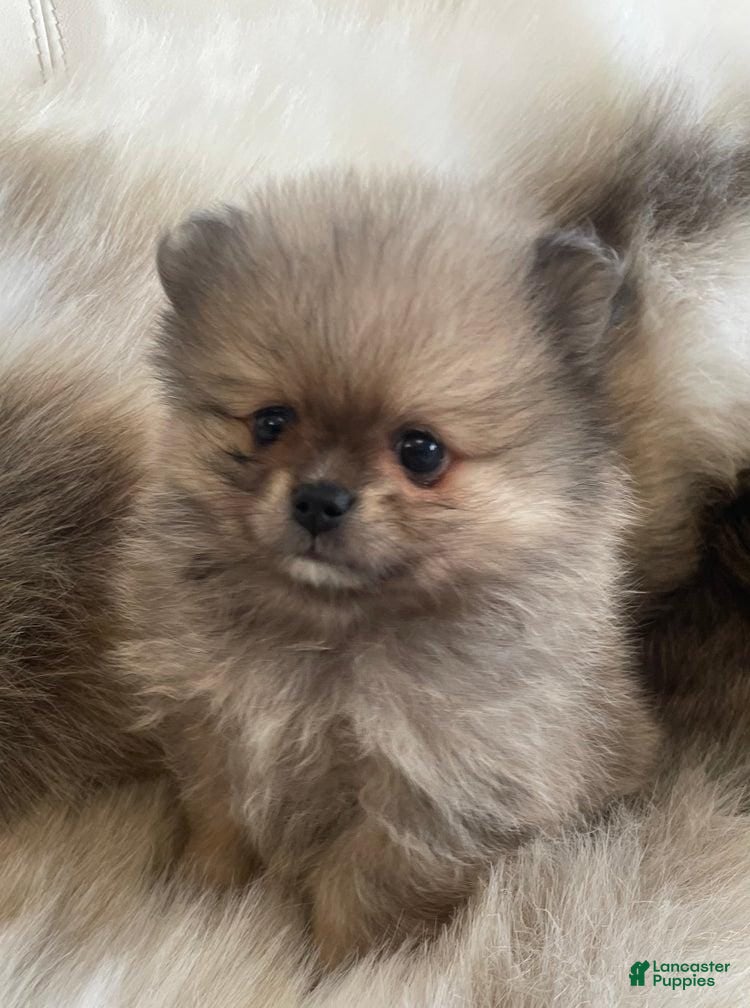 Pomeranian dogs Sally - Ad 4