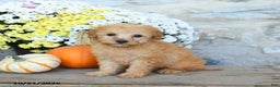 Miniature Poodle dogs for sale: Stella - Ad 1