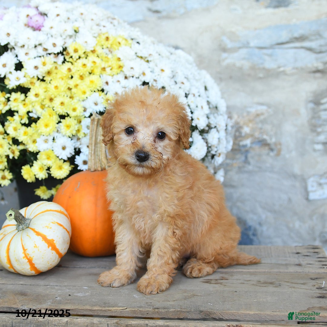 Miniature Poodle dogs for sale: Stella - Ad 1