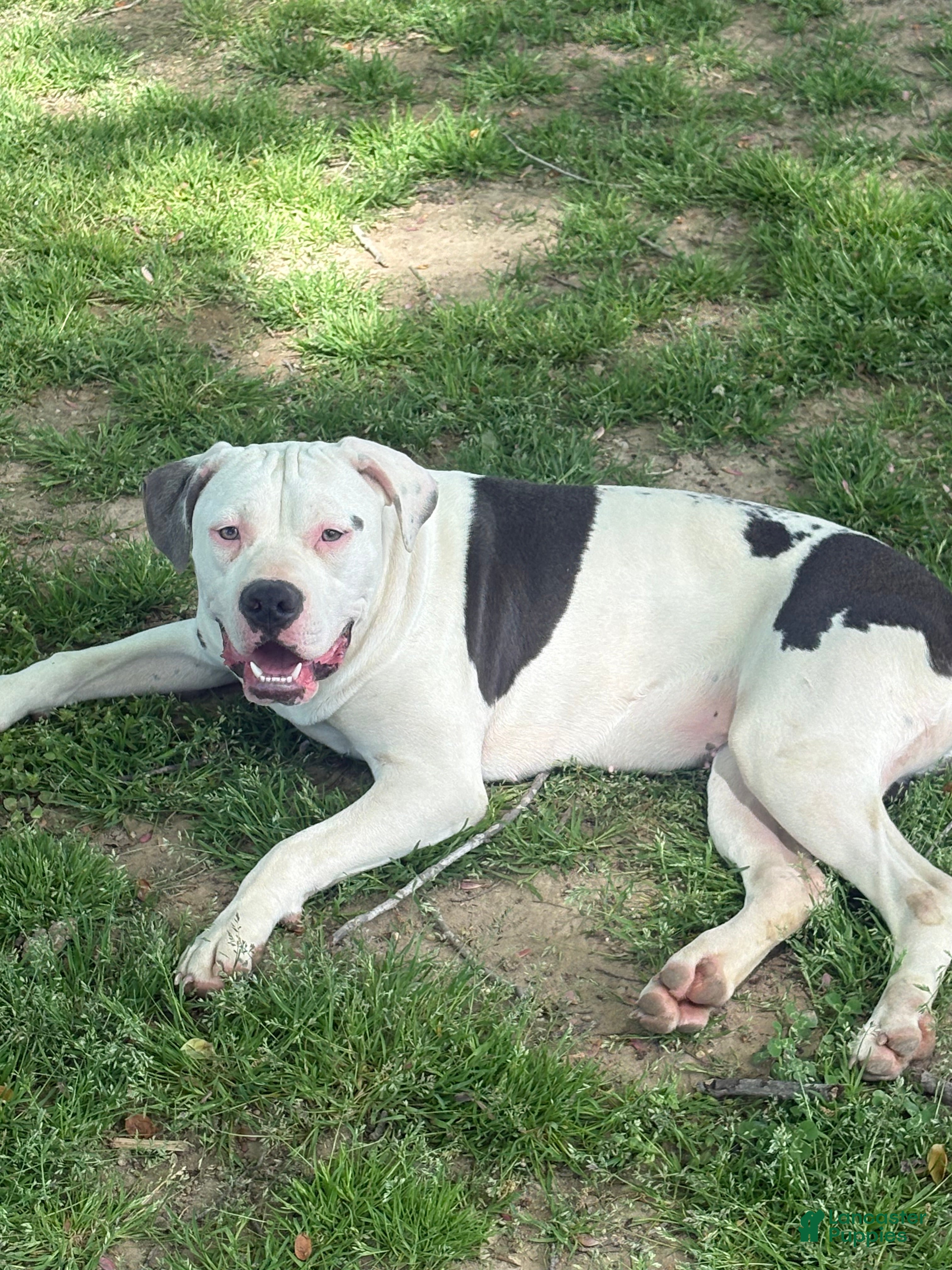 Mixed Breed dogs Myla - Ad 2