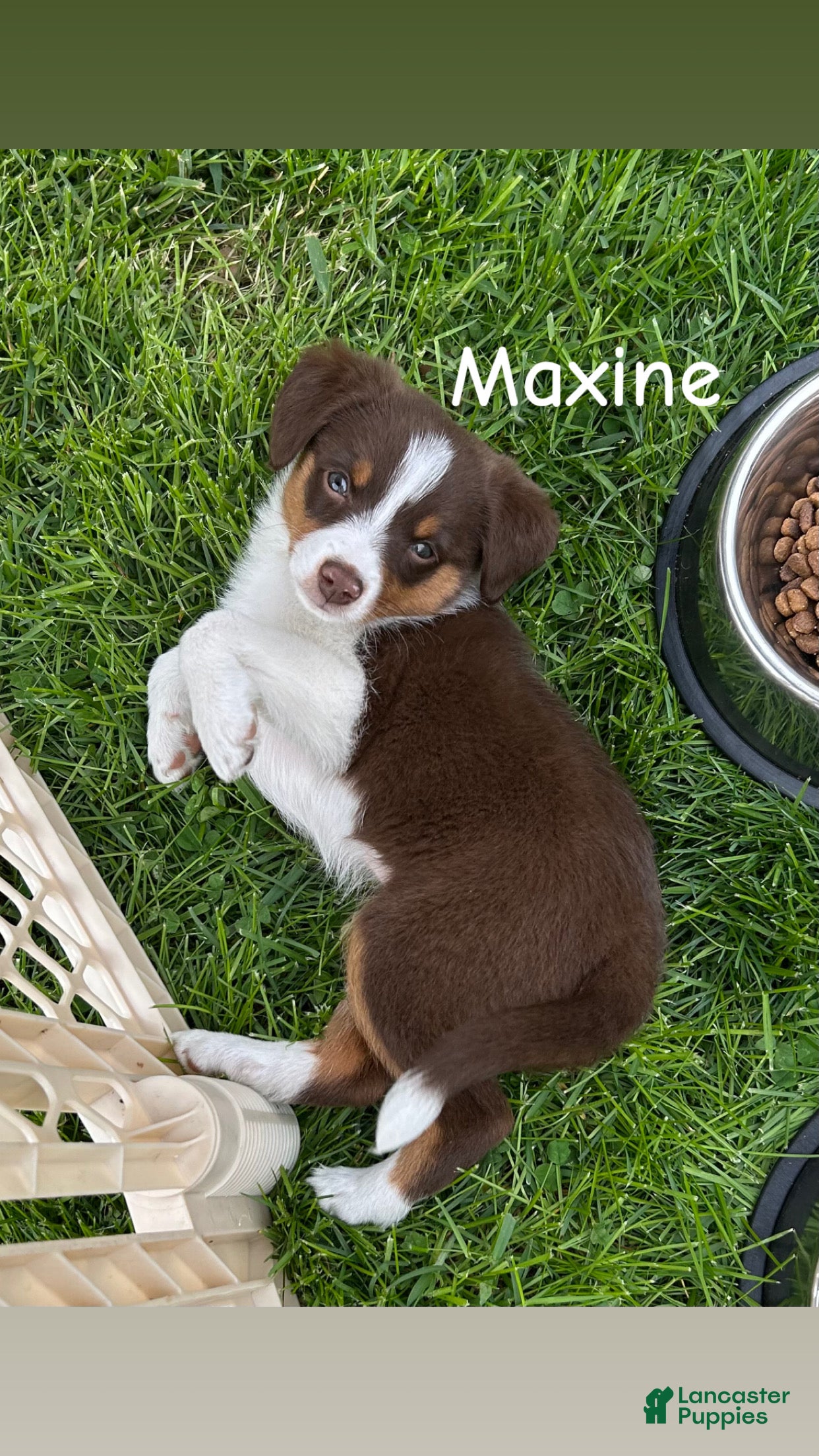 Miniature Australian Shepherd dogs Maxine - Ad 27