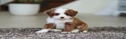 Cavapoo dogs for sale: Angel - Ad 4