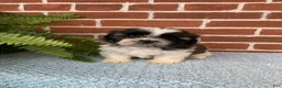Shih Tzu dogs for sale: Archie - Ad 2