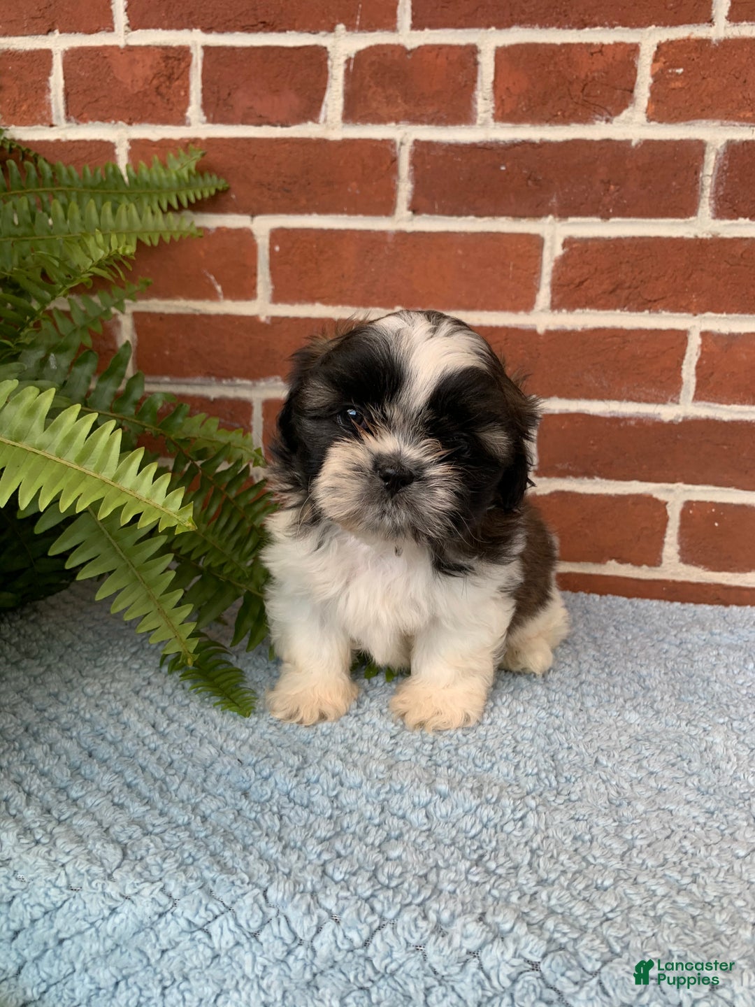 Shih Tzu dogs for sale: Archie - Ad 2
