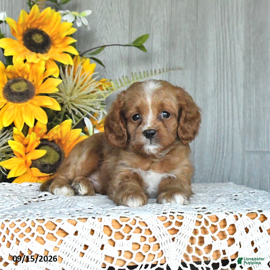 Cavapoo dogs Neldon - Ad 2