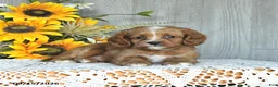 Cavapoo dogs for sale: Neldon - Ad 2