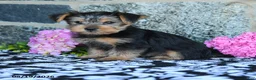 Yorkshire Terrier dogs for sale: Monkey - Ad 3
