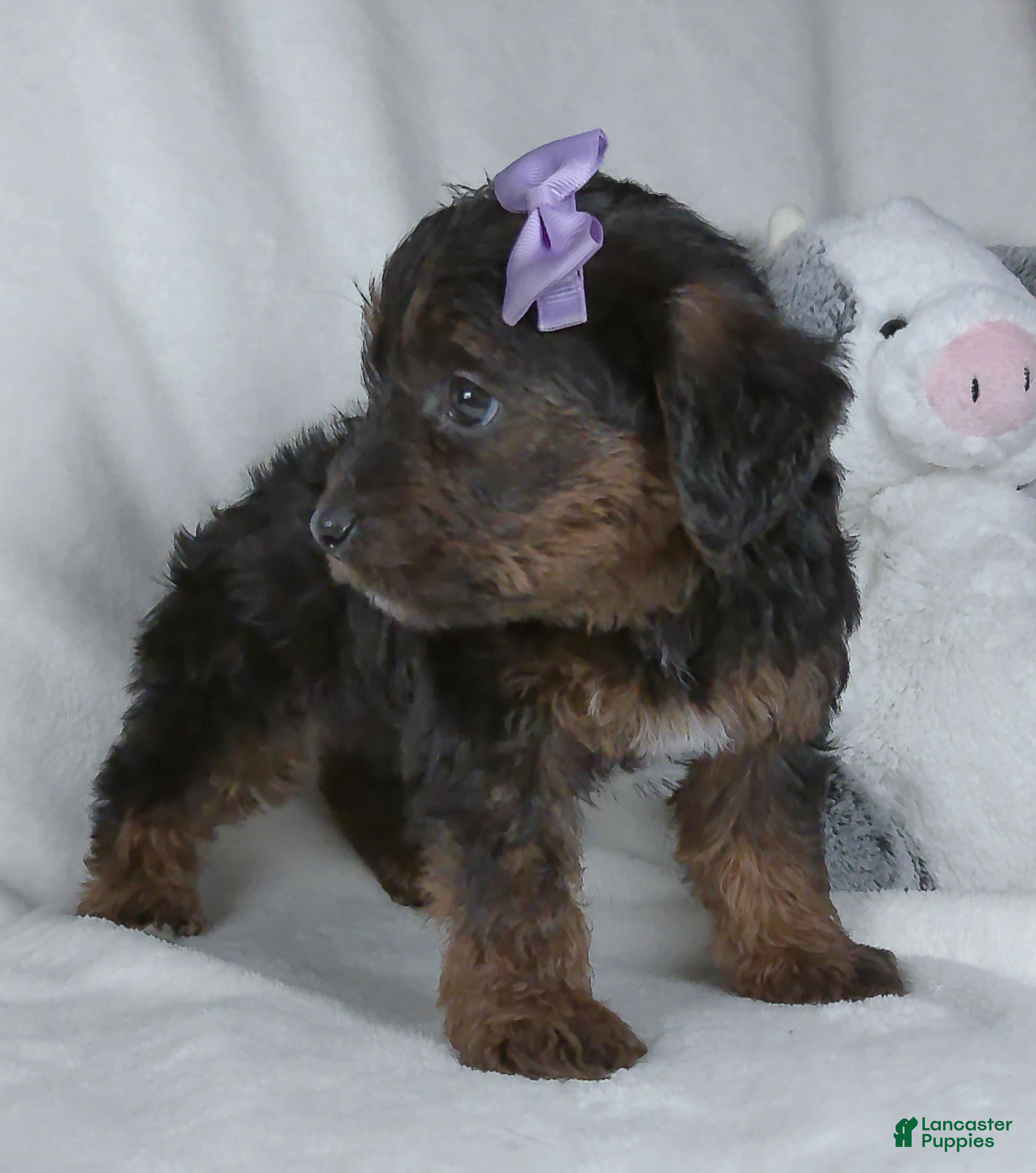 Yorkiepoo dogs Remi - Ad 2
