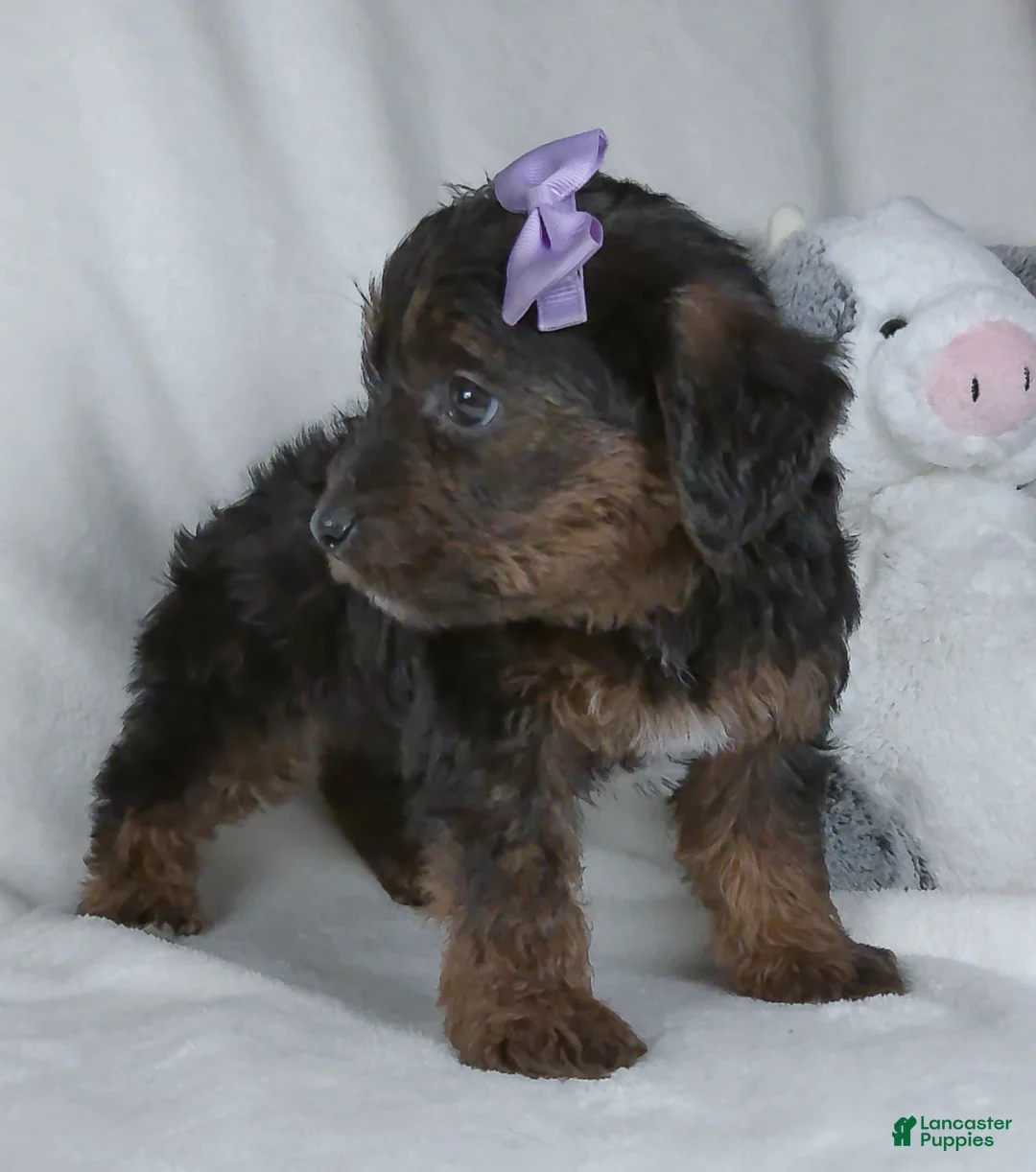 Yorkiepoo dogs for sale: Remi - Ad 2