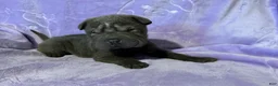 Shar Pei dogs for sale: Rapunzel - Ad 4